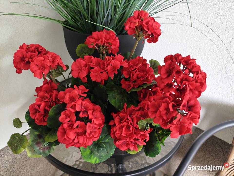 Pelargonie czerwone sztuczne żywe w czarnej Dębica sprzedam
