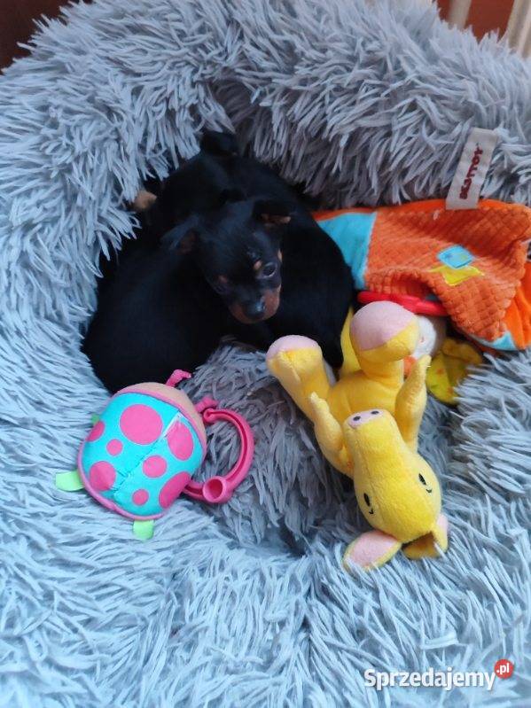 Pinczerek miniaturka Płock