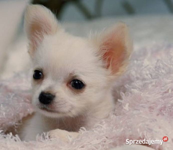 Chihuahua długowłosa