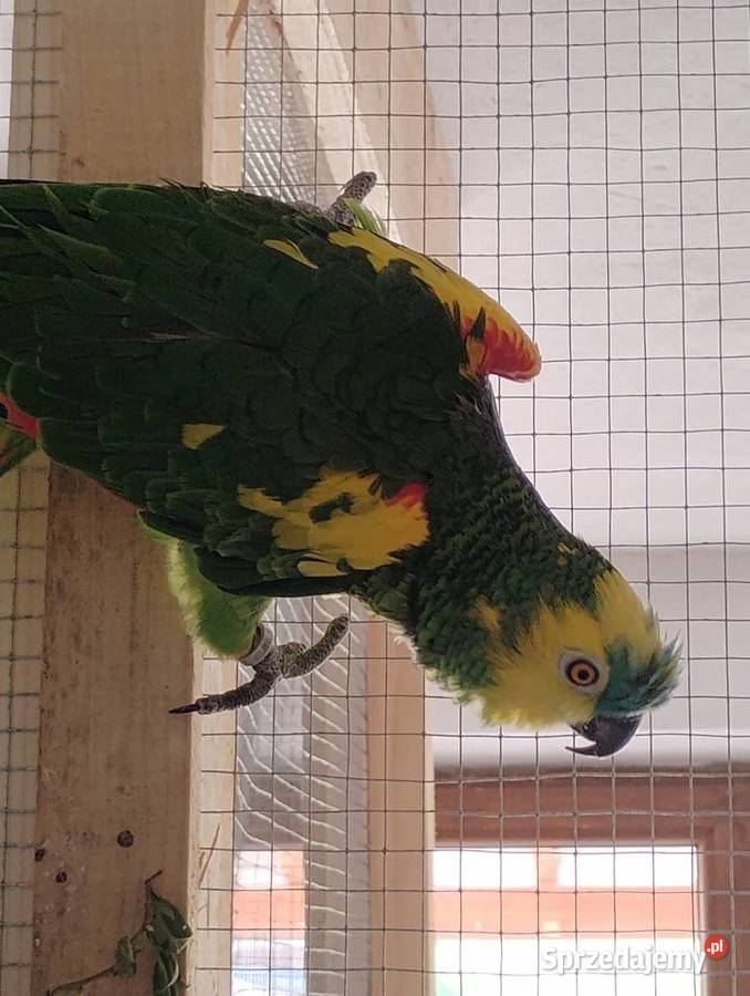 Para Amazonek niebieskoczelnych astevia Busko-Zdrój