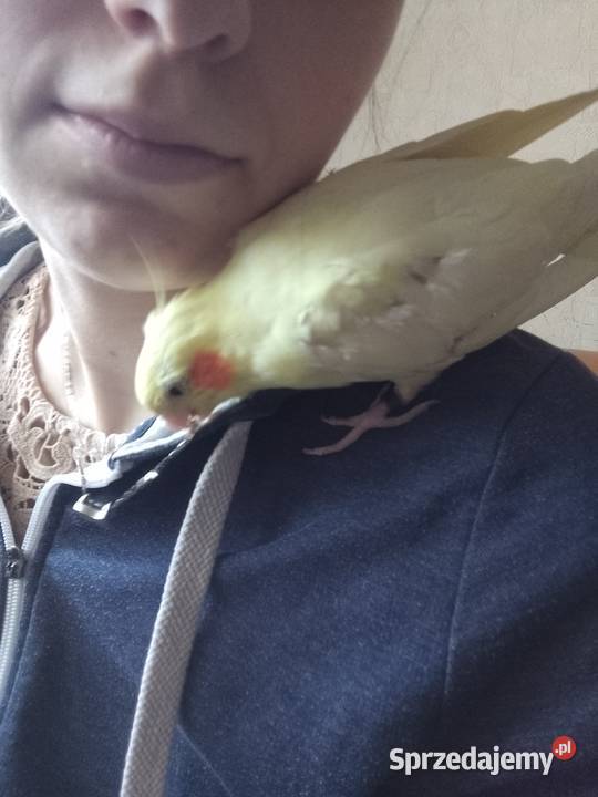 Papugi oswojone Nimfy