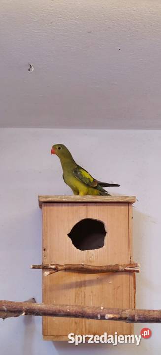 Sprzedam papugi górskie i kozy sprzedam