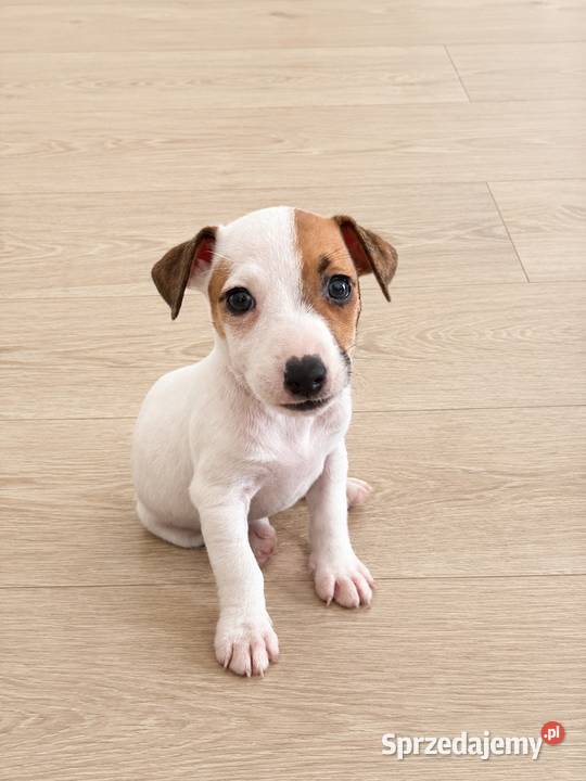 Urocza sunia Jack Russell Terrier Rodowód