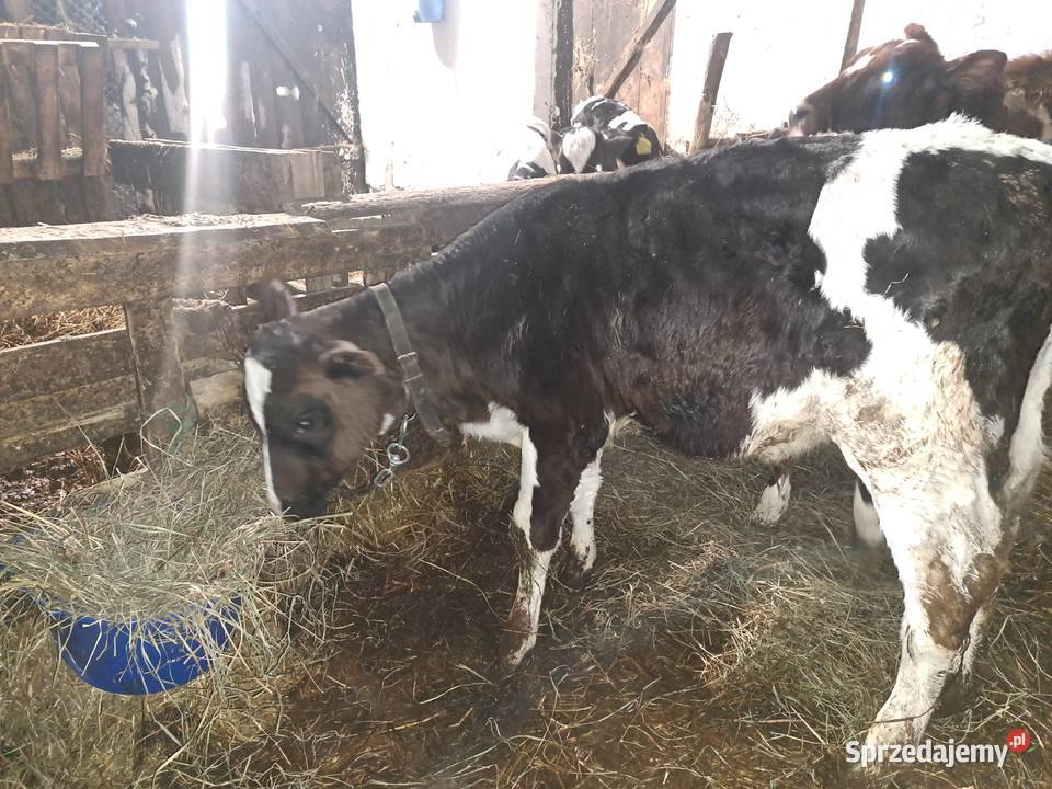 Trzy jałoszki i byczek żarloki podlaskie Czyżew sprzedam