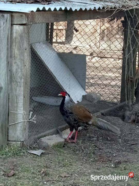 Bażanty srebrne Wojsławice