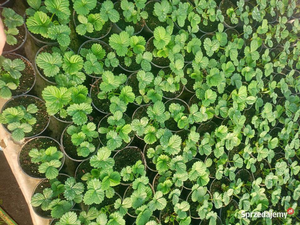 Truskawka powtarzająca owocowanie wisząca Kocmyrzów