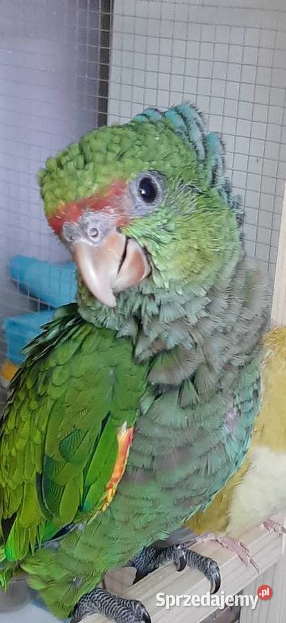 Rudosterka fantastyczny kumpel recznie karmione śląskie Mysłowice