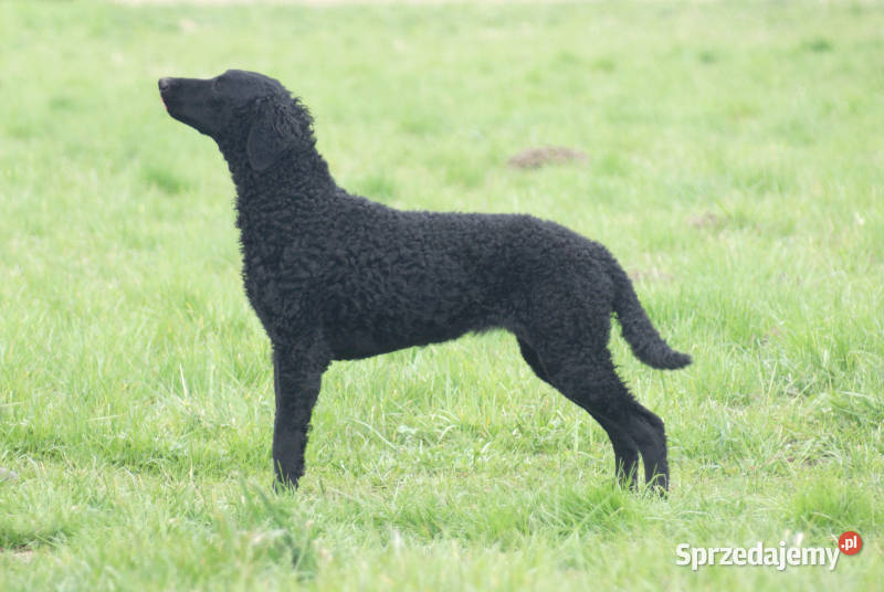 curly coated retriever czarne szczenięta ZKwPFCI Pozostałe Lublin