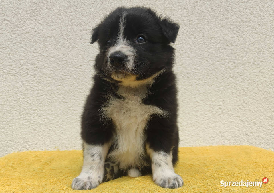 BORDER COLLIE z Hodowli Rasowy pies z pełną dok Psy Iwonicz