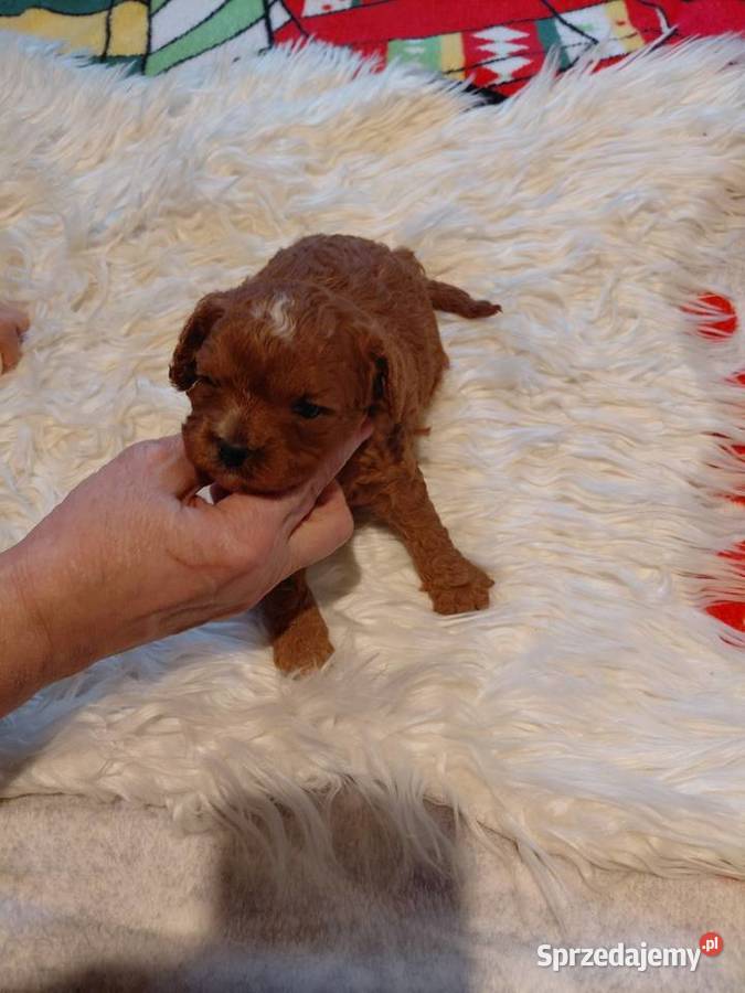 Cavapoo suczka red do razerwacji Wyszków