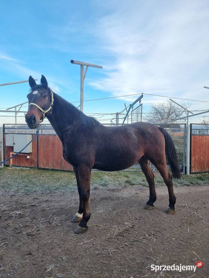 Sprzedam konia wałacha Gostyń