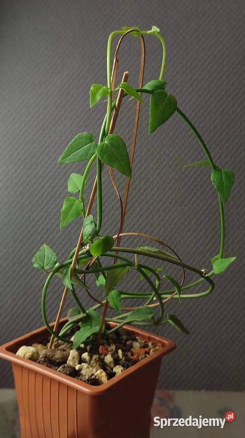 Ceropegia ciekawa odmiana roślina z kolekcji Warszawa sprzedam