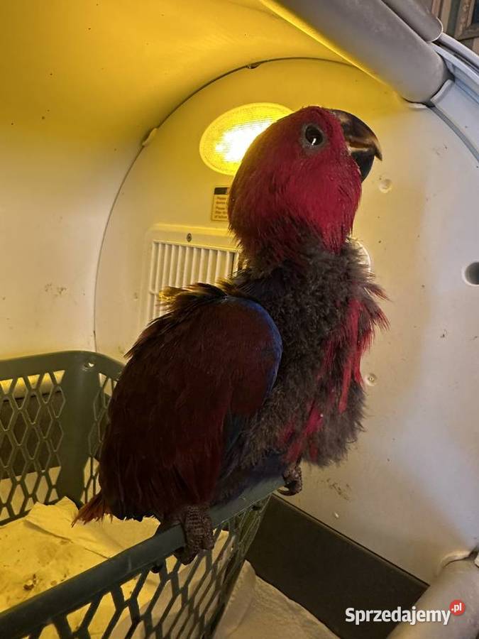 Lora wielkaBarwnica zwyczajnaEclectus roratus Ptaki Pszczyna sprzedam