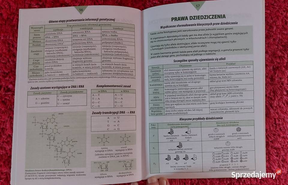 Małe tablice biologia Częstochowa