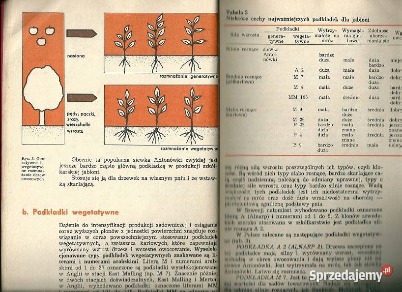 Sadownictwo i szkółkarstwo sad ogród szczepienie