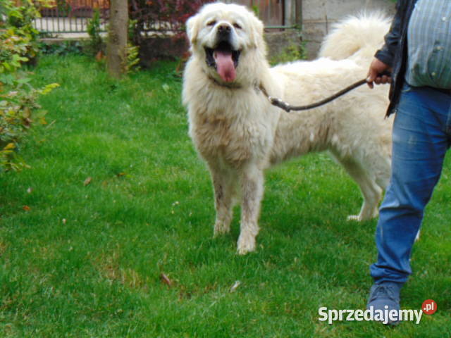 owczarek podhalański Psy