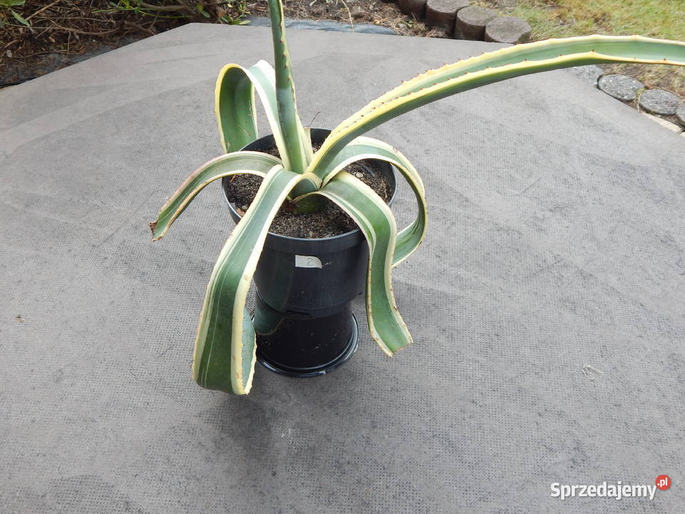 Kolorowa agawa agave americana variegata NOVA 3 Pozostałe Kraków