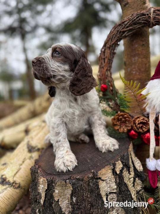 Jedyna taka Wyjątkowa sunia Cocker Spaniel Warszawa