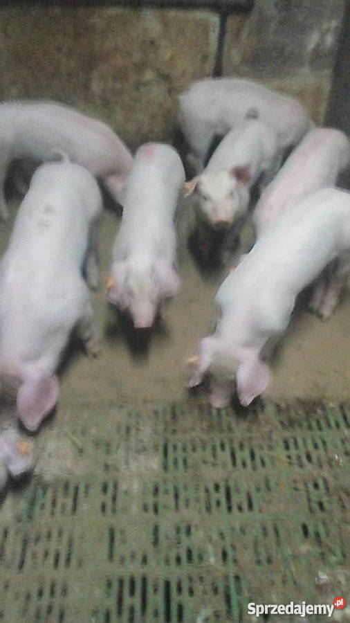 Prosięta Radzyń-Wybudowanie