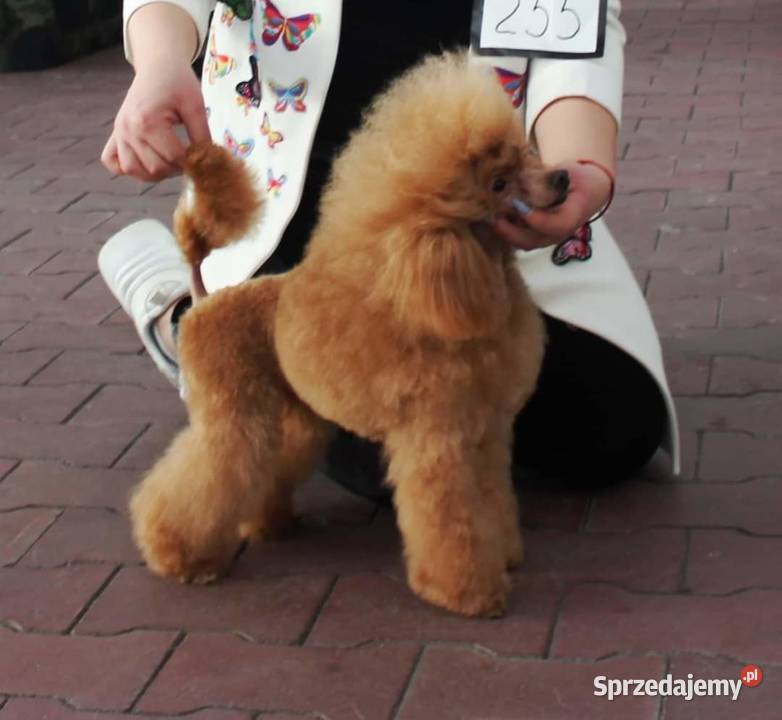 Pudel Toy dziewczyna z dokumentami FCI Kraków