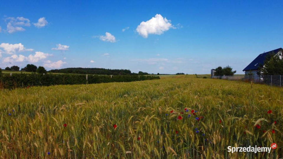 Borów Kol Duża działka z możliwością uzyskania 17m Sprzedaż Borów-Kolonia