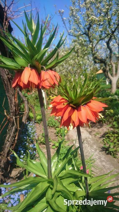 Ogródek działkowy 315m2 Gdynia ROD Okrętowiec