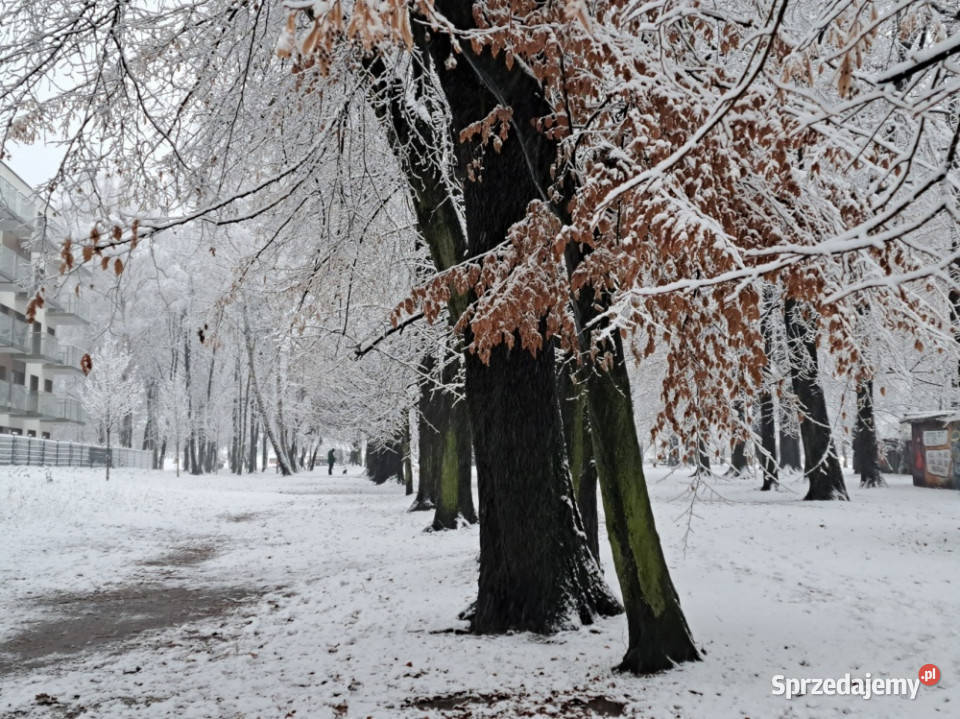 Klimatyczna kawalerka z ogródkiem PIERWSZY NAJEM Liczba pokoi 1 Katowice