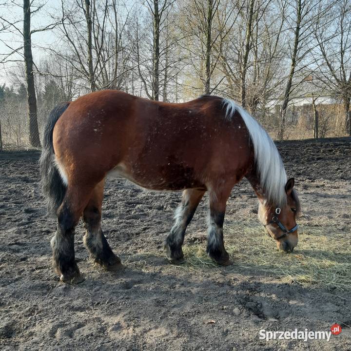 Sprzedam klacz sztumska Borkowo