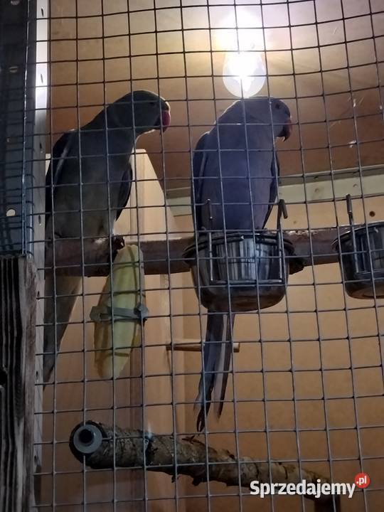 Aleksandretty obrożne