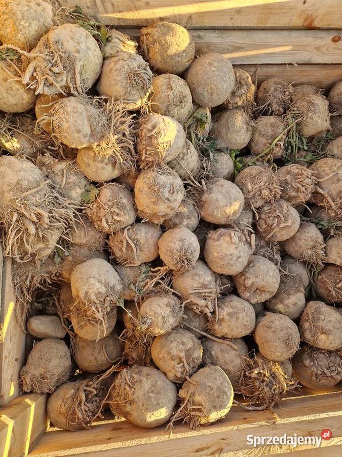 Sprzedam seler Kalisz