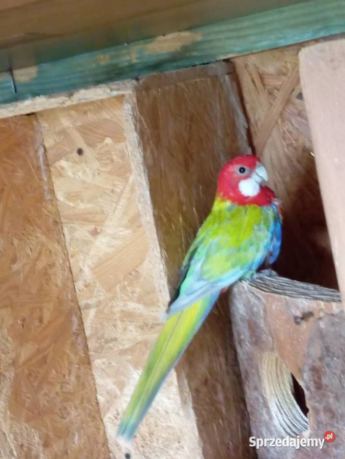 Rozelle białolice para lęgowa Jasło