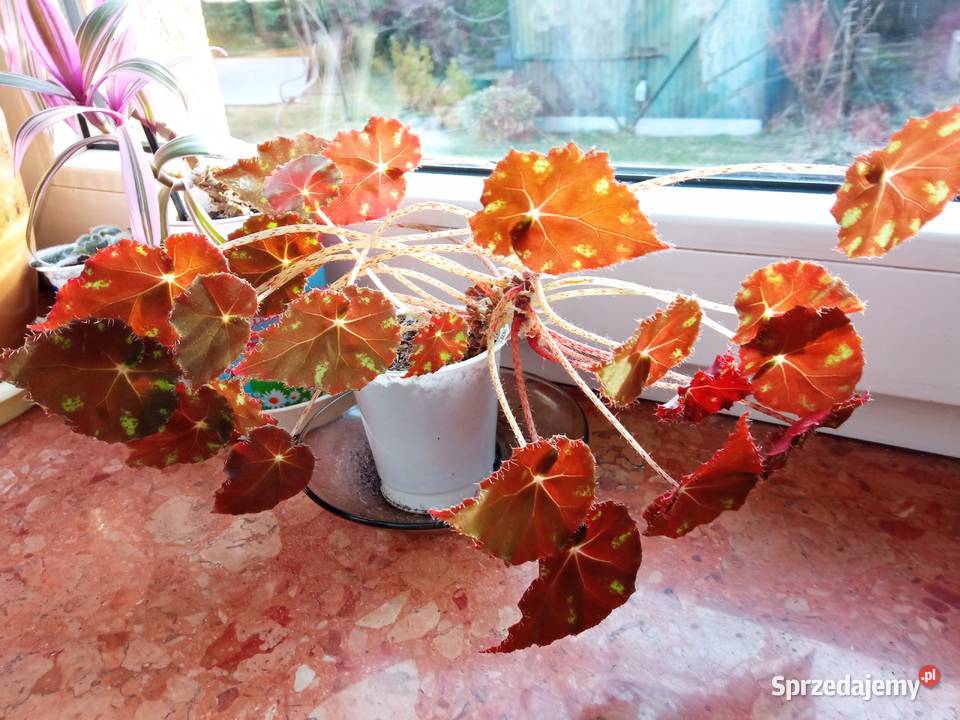 A może fiołka begonię Białystok