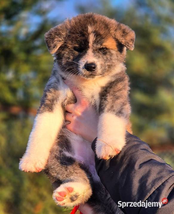 Akita Inu Japońska szczeniak rodowód ZKwP/FCI