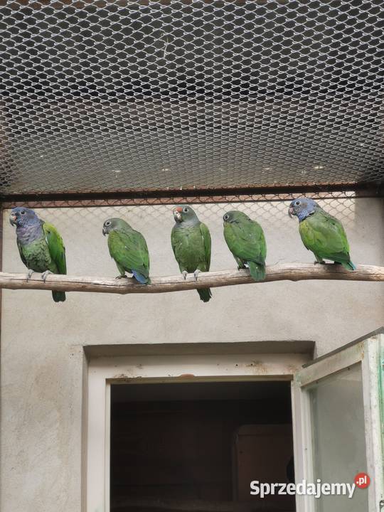 Piony niebieskogłowe z 2025r Rypin sprzedam