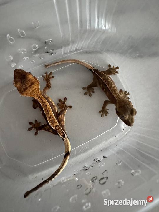 Gekon orzęsiony Łomianki