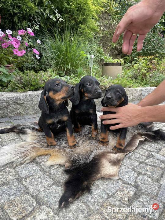 Szczeniaki Polski Gonczy małopolskie Wronowice sprzedam