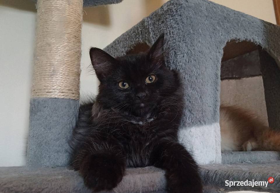 Śliczny Kocurek Syberyjski Odi PZFWCF Sochaczew