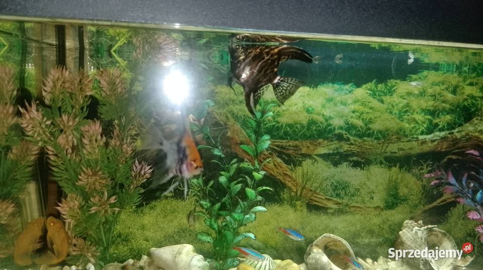 Akwarium aquael 55 litraRybki Czarzyzna usługa dla zwierząt