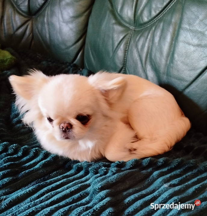 Piesek chihuahua długowłosy Psy