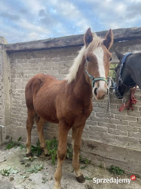 ogier źrebak typ pogrubiony