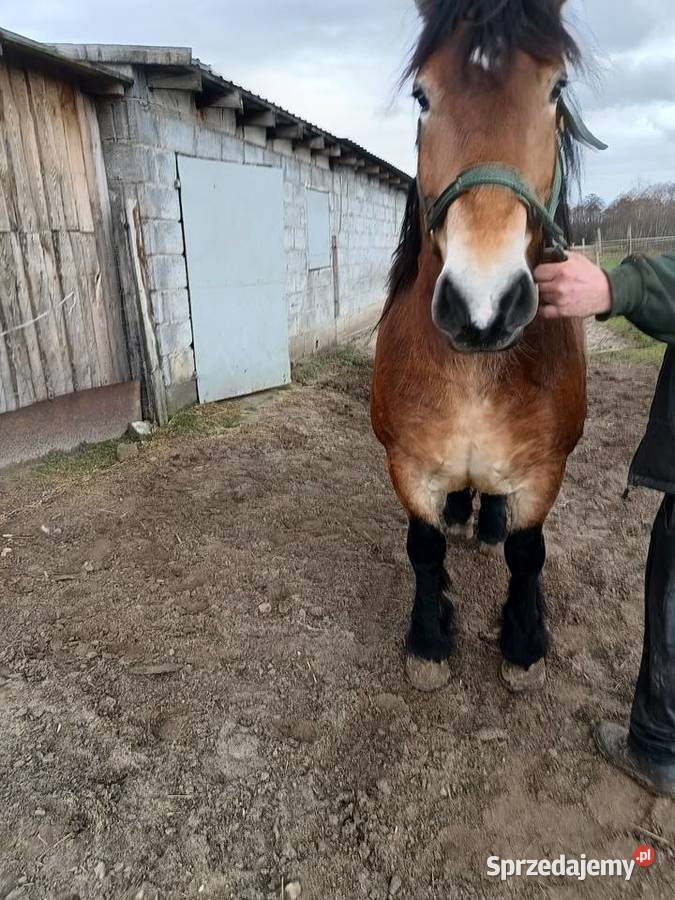 Sprzedam klacz rasy zimnokrwista Ogorzelczyn