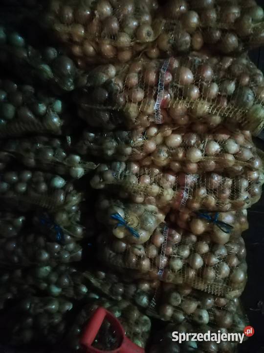 Cebula w złotej łusce Pozostałe Nowe Gumino