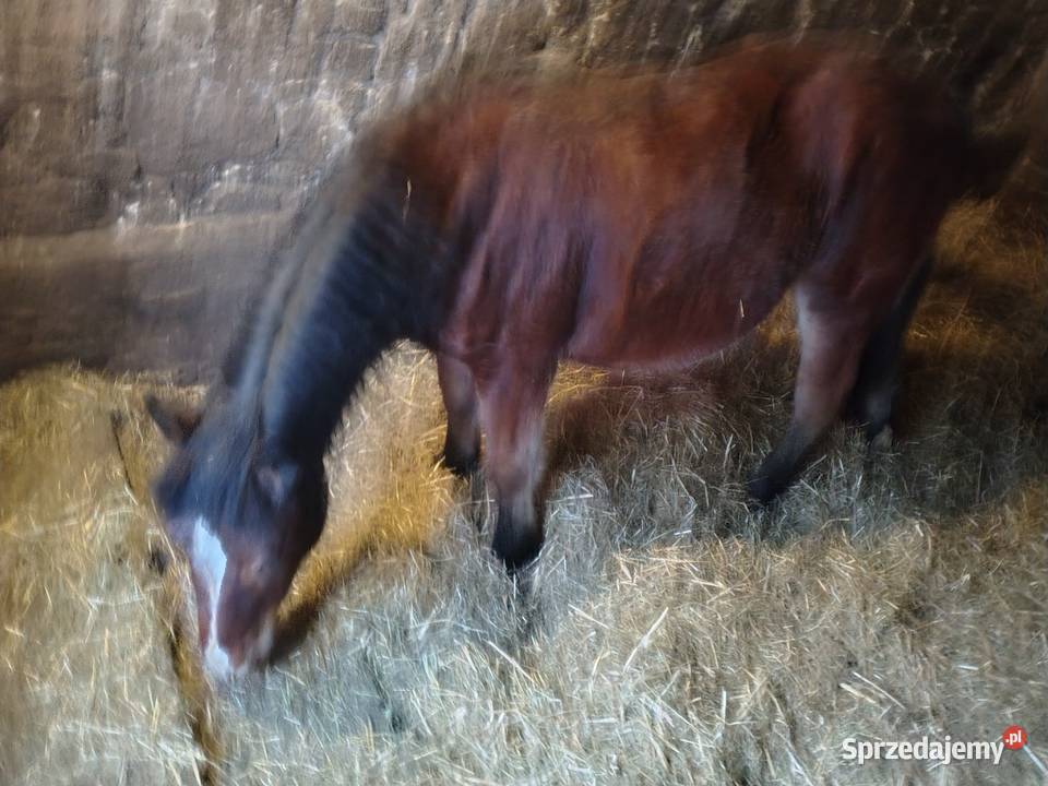 Źrebak 10 miesięczny Zimnokrwisty Maści Ciemny