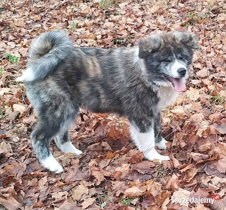 Szczenięta Japońska Akita Inu