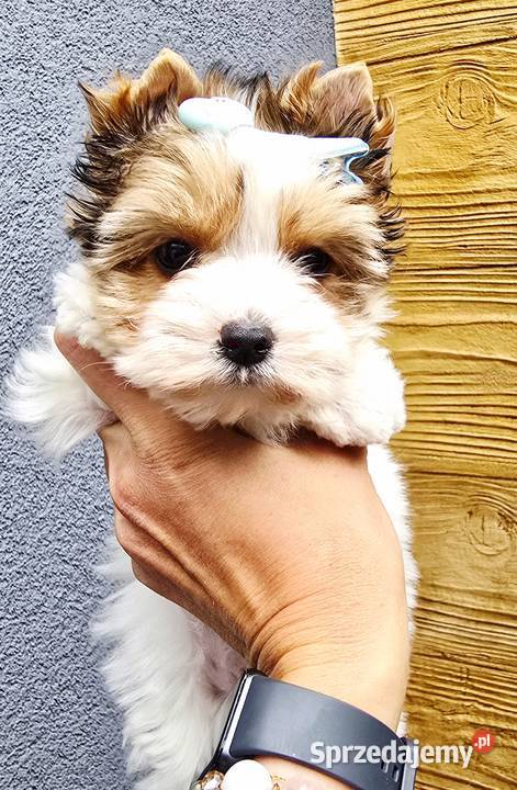 Śliczny maluszek piesek BIEWER Yorkshire Terrier śląskie