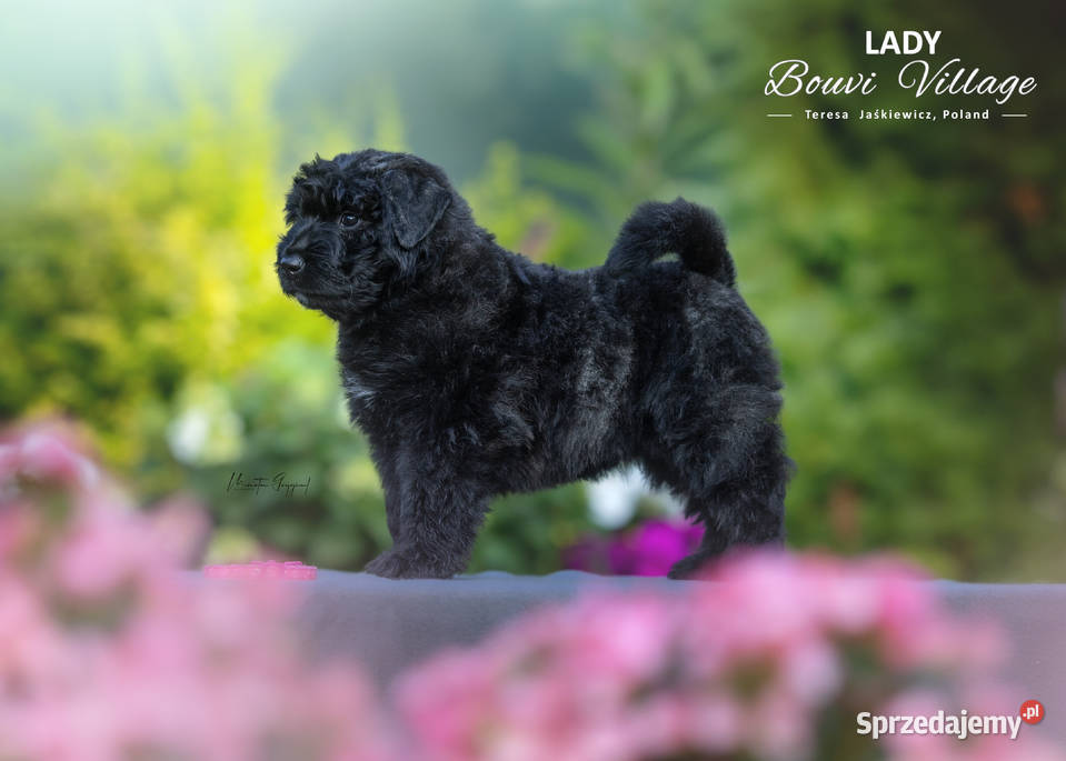 Bouvier des Flandres szczenięta