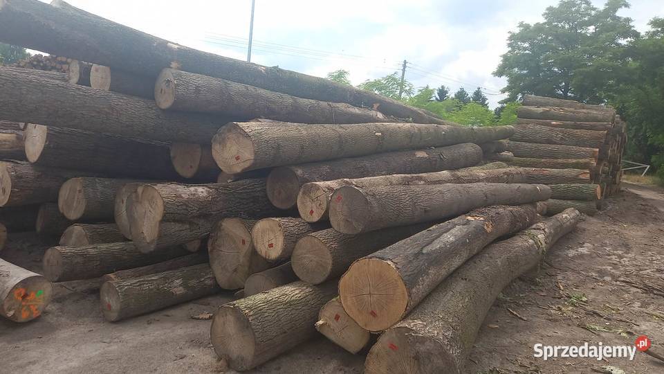 Sprzedam Jesion dłużyce