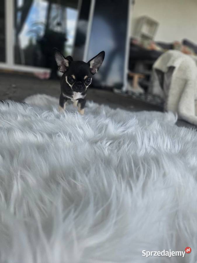Mini dziewczynka chihuahua 11 tyg Wrocław