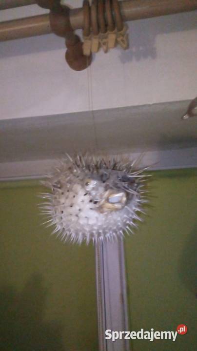 Ryba rozdymka spreparowana mazowieckie Warszawa