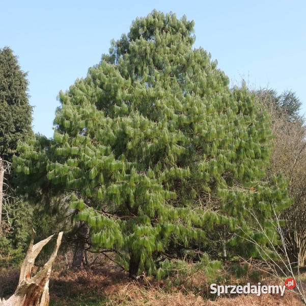 SOSNA PŁACZĄCA Pinus patula NASIONA 100g Lubanie sprzedam